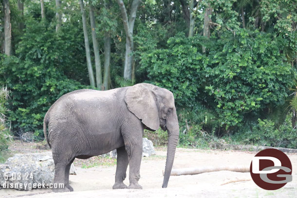 An elephant standing by himself