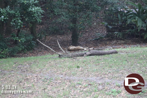 A cheetah laying around