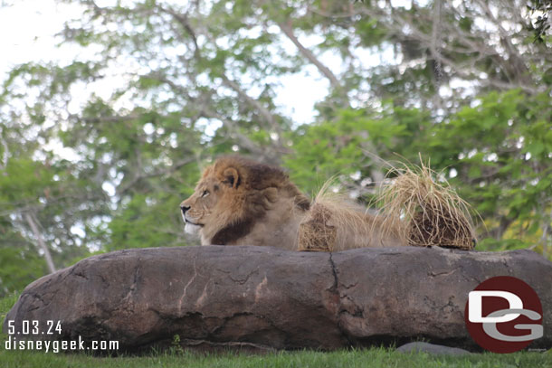 The Male lion watching over the area