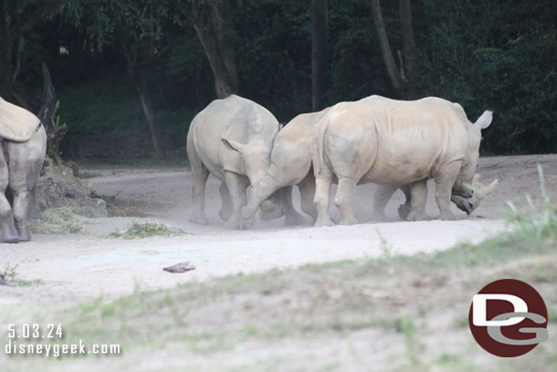 The white rhinos were active.  One was tussling with another and kept trying to lift its leg and getting kicked