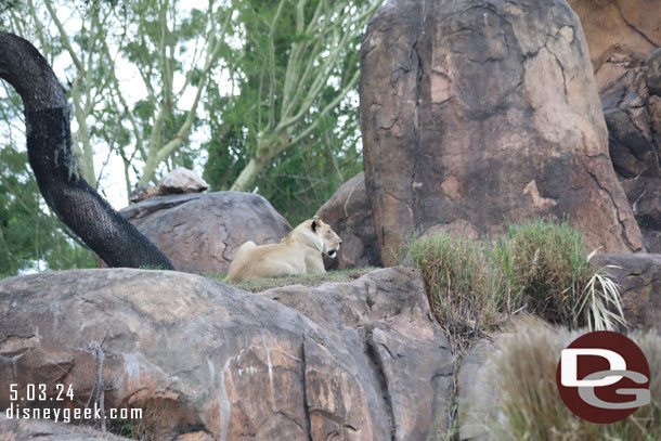 Female lion