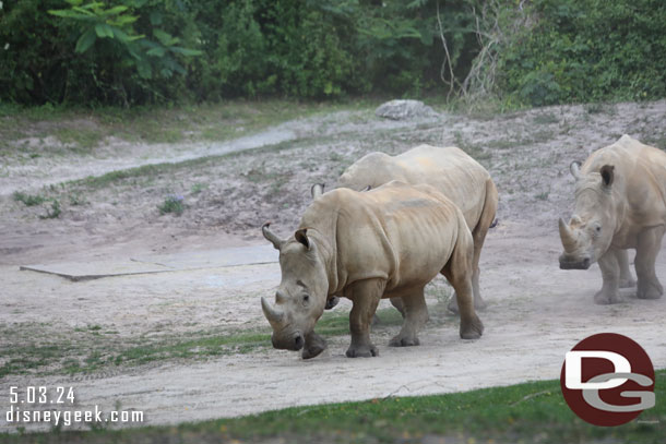 Rhinos on the move