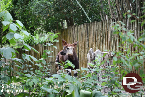 An Okapi