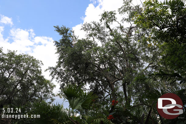 This was interesting. On the bachelor side one was high up in the tree near the bridge.  Can you spot him?