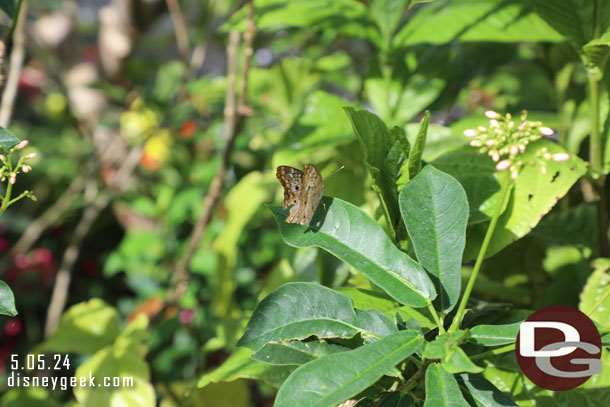 Walked through the Butterfly garden