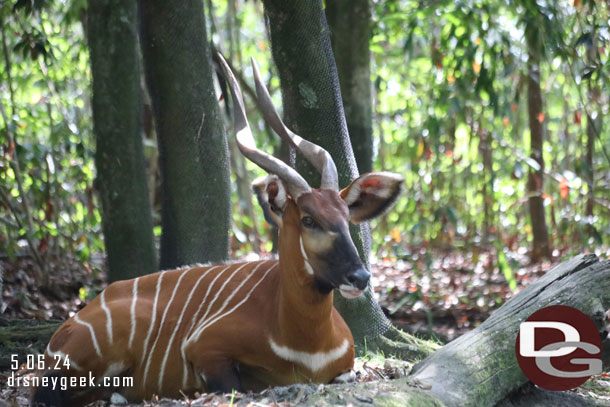 A bongo 