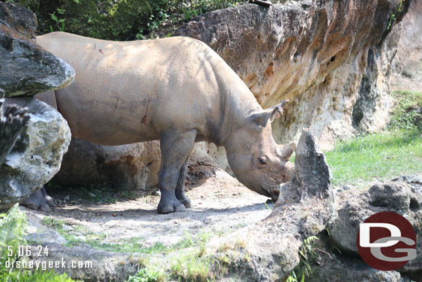 A Black Rhino on the move