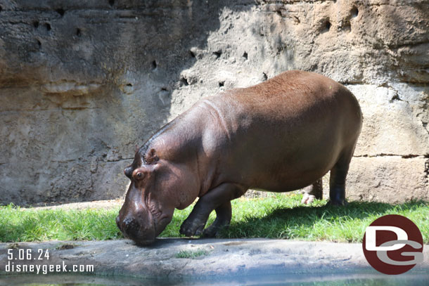 A hippo out of the water this afternoon