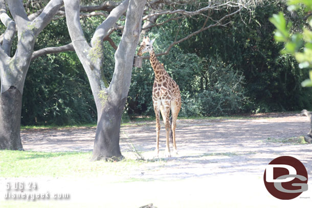 A Giraffe feeding