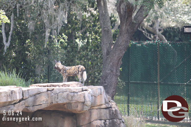 The painted dogs were moving around