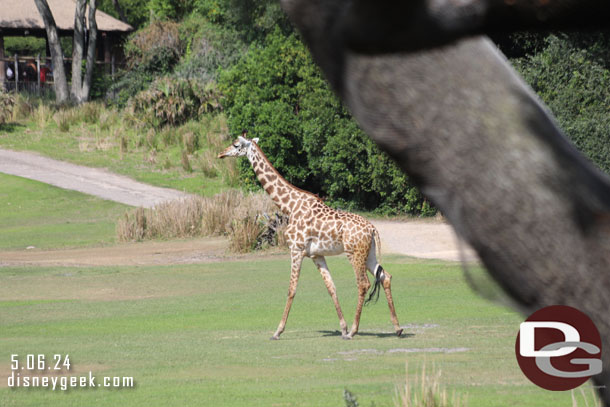 Giraffe on th emove