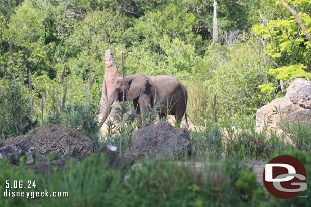 An Elephant