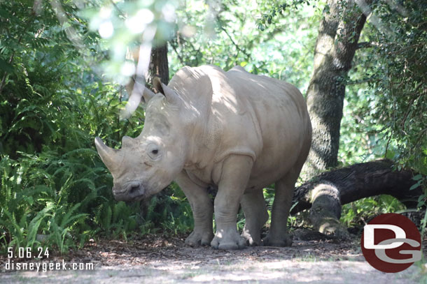 A White Rhino