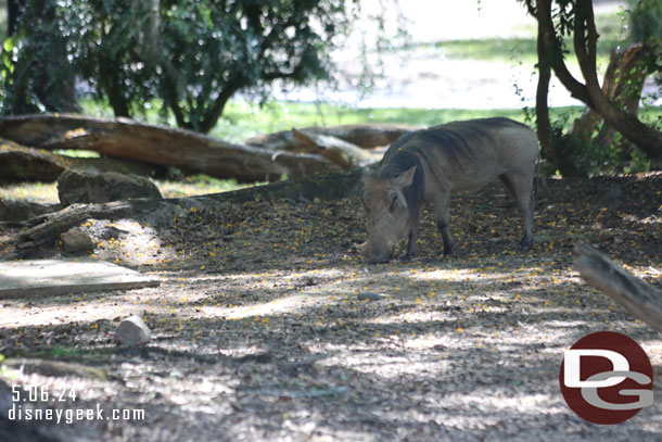 A Warthog 