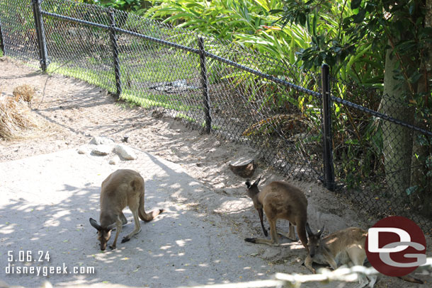 Kangaroos