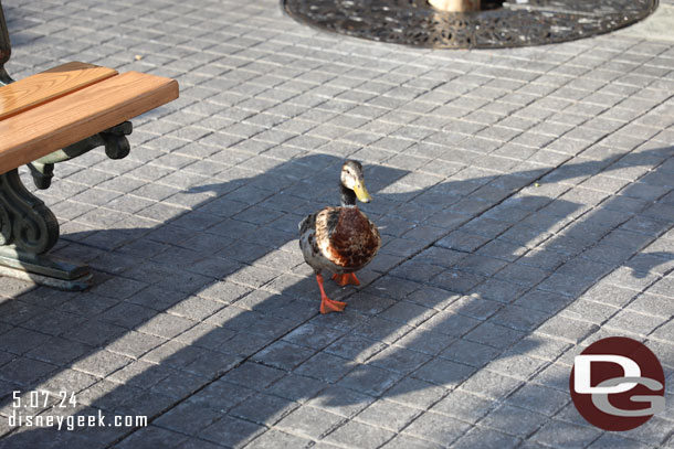 A duck checking out France too