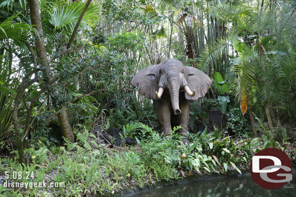 An African elephant