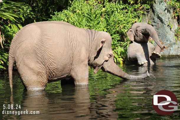 Asian Elephants