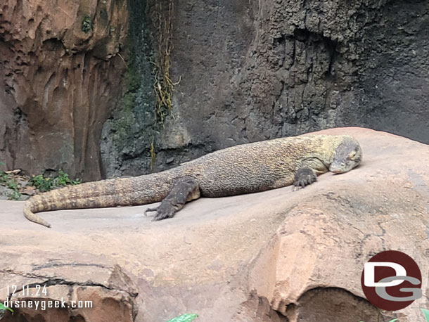 Komodo dragon
