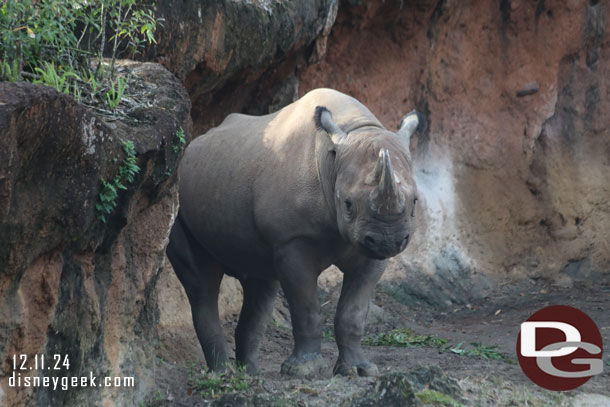 Black Rhino