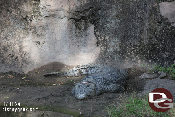 Nile Crocodile