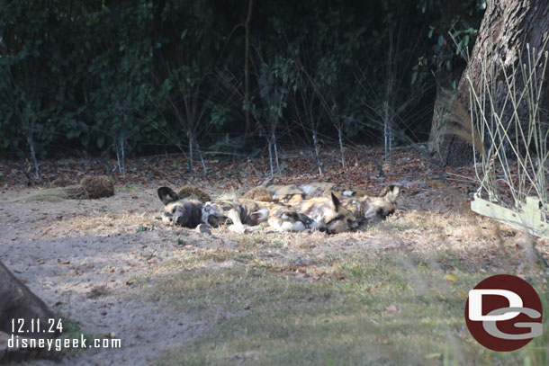 African Painted Dogs