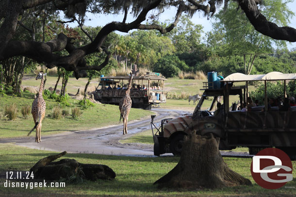 Giraffe on the savanna at Disney's Animal Kingdom