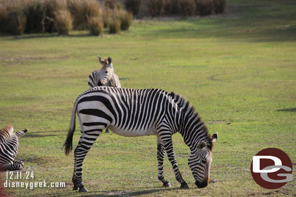 Zebra