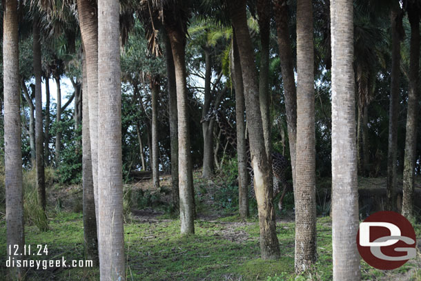 A giraffe running through the forest