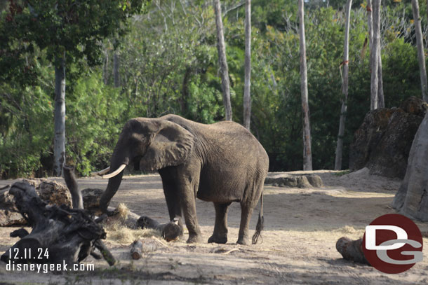 African Elephant