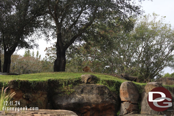 Recently a new pride of young lions has moved into Kilimanjaro Safari. Here is the male lion.