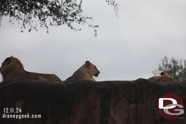 There are two lionesses in the pride.