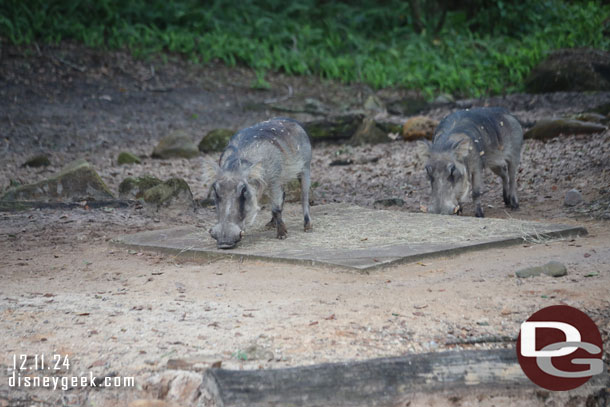 Warthogs