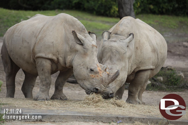 White Rhinos