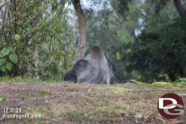 The back of a male silver back gorilla