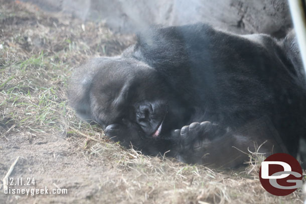 Gino is the oldest gorilla at Disney's Animal Kingdom.  He is over 43 years old and has lived in the park since it opened in 1998.