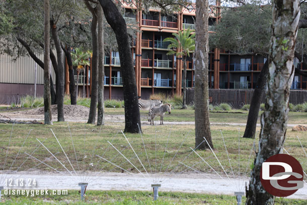 Zebra in the distance