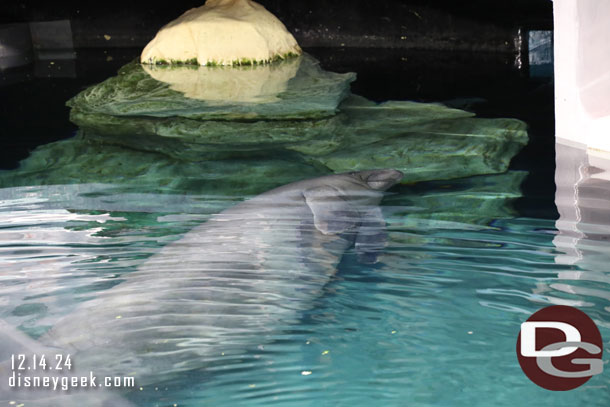 A new Manatee since my last visit