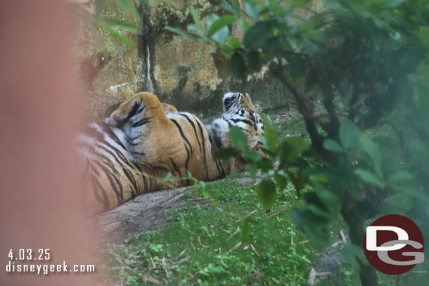The father in another enclosure.