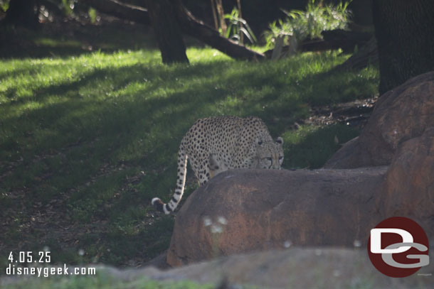 Cheetah on the move