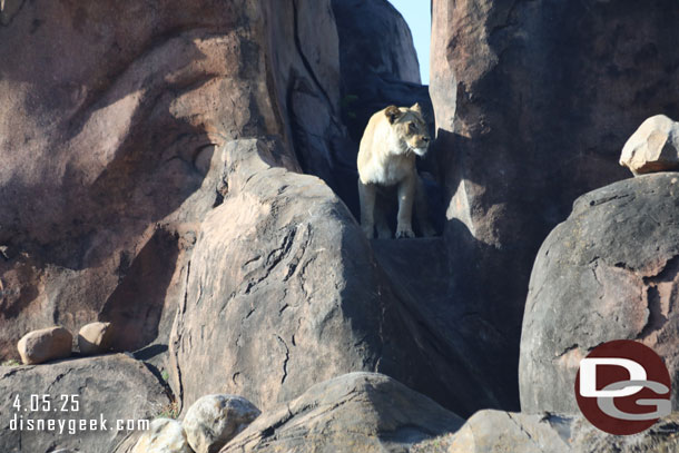 African Lioness