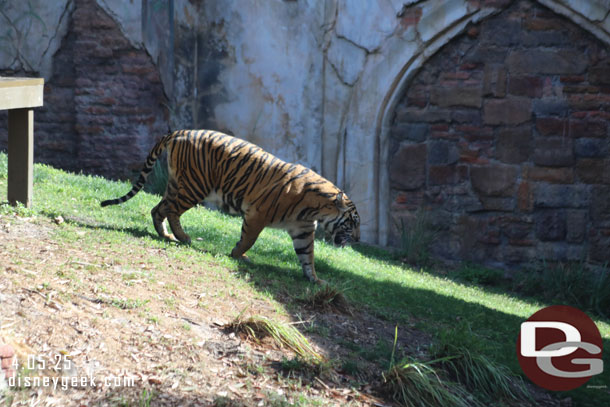 Tigers