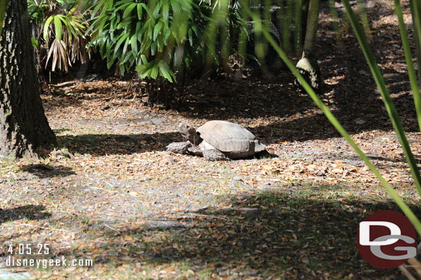 A turtle in the Tree of Life Garden