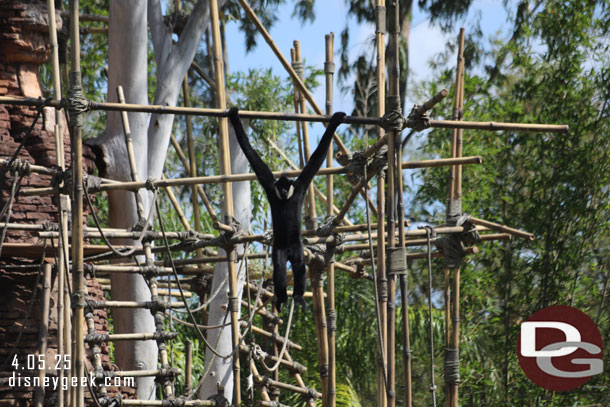 A gibbon hanging around