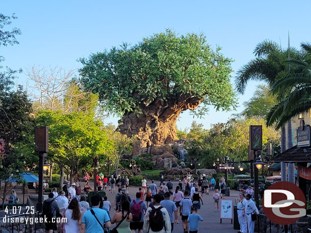 7:50am - The Tree of Life, about 25 minutes from my room to here this morning.